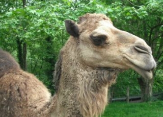  Die Tiere des Parks 